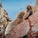 Paracas: el modelo peruano que demuestra que la sostenibilidad también es desarrollo económico