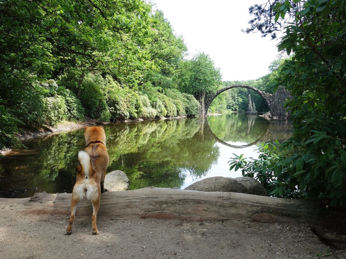 viajar a peru con mascotas