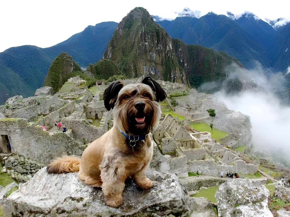 viajar a peru con mascotas